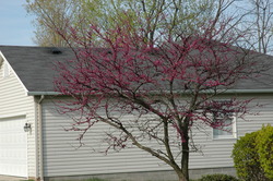 Cercis canadensis — photo 4